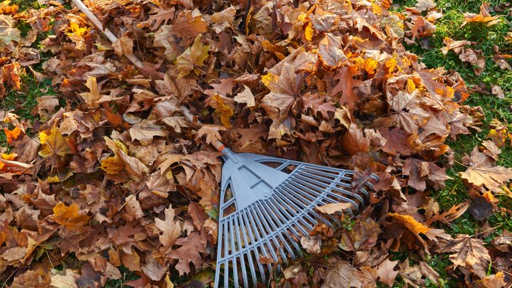 Leaf Removal